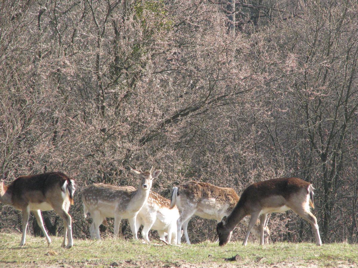 Rezydencja Nad Jeziorem Pestkownica Buitenkant foto